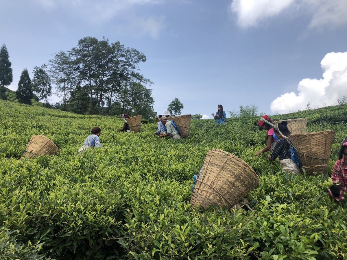 Local Leaders Fight for Rights and Relief on India’s Tea Plantations