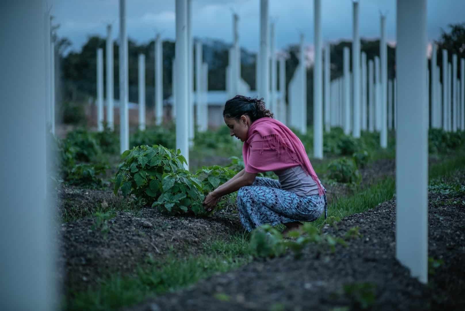 copinh-min activist bends down to sow some seeds