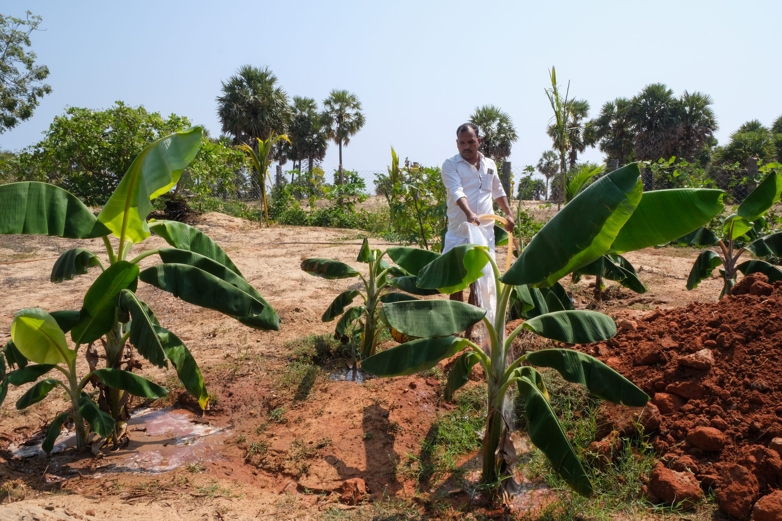 A farmer waters his crops in a sandy, tropical location.